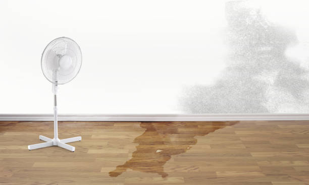 Best Carpet water damage restoration  in Iceville, AL
